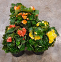 6.5" Begonia Rieger Assortment